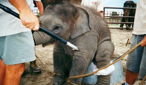 27 more baby jumbos kept illegally