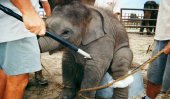 27 more baby jumbos kept illegally