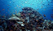 Health of oceans &#039;declining fast&#039;