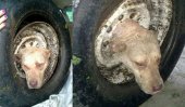 Mechanics challenge Mahadana Muththa