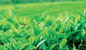 New twist in Agalawatte Plantations drama