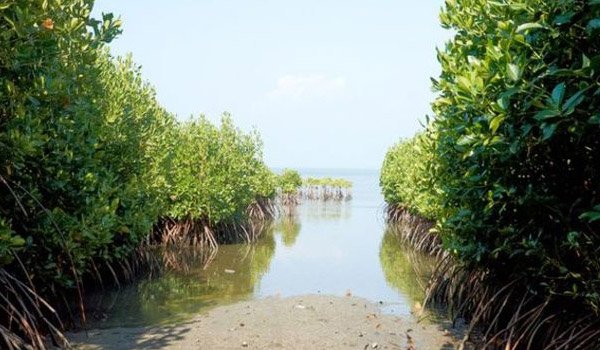 Sri Lanka first nation to protect all mangrove forests