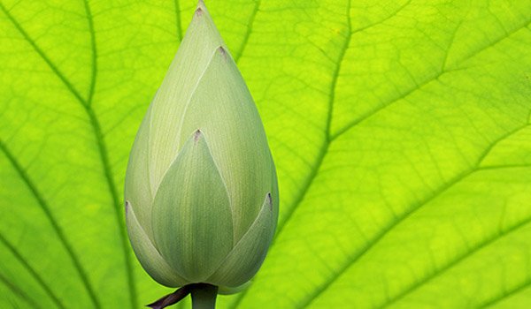 MR supporters to contest from &#039;flower bud&#039;