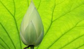 MR supporters to contest from &#039;flower bud&#039;