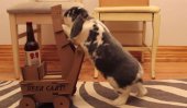 Wallace, the beer delivering bunny (video)