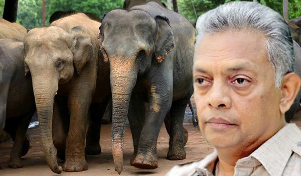 Wildlife chief speaks of resigning