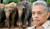 Wildlife chief speaks of resigning