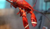 Chinese feast: Year of the lobster?