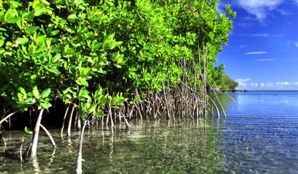 Special project to protect mangroves