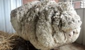 Australian sheep &#039;breaks world record&#039;