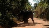 Steps to deal with human-wild animal conflicts