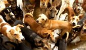 Rabies deaths halved