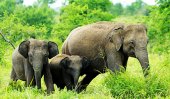 ACF report discusses elephant trafficking