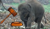 Baby jumbo gift to New Zealand halted by courts