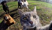 Cat masters art of taking purrfect selfies