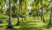 UNP MP swindles harvest of coconut plantation