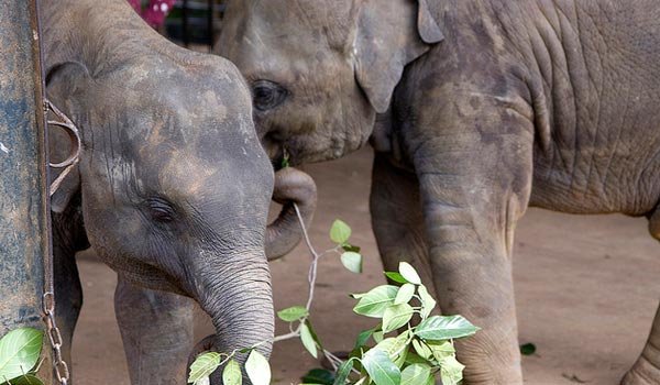 Attempt to silence media exposing the elephant saga