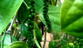 Popularizing pepper cultivation as a home garden