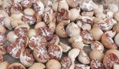 Ministry’s ill-will for locally-produced areacanut