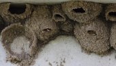 Sri Lanka destroys seized bird nests destined for soup