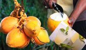 Sri Lanka thambili water launched at prestigious Harrods