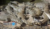 Sand mining caused increase in crocs