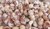 Arecanut price falls steeply