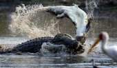 Ruthless : Croc devours smaller rival (Pics)