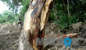 Another 20 acres of Somawathiya reserve destroyed! (Video)