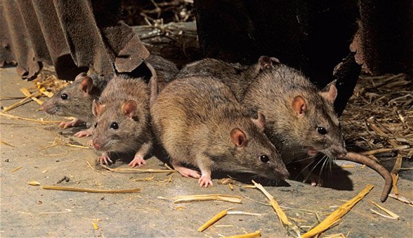 Increase in rat population