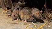 Increase in rat population