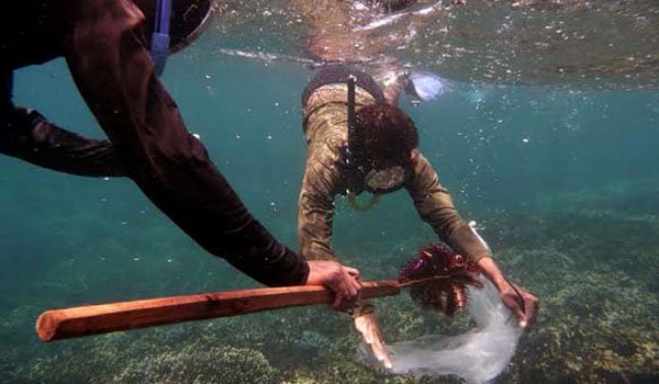 Star fish removed to protect Nilaveli corals