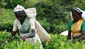 Estate workers to &#039;go slow&#039;
