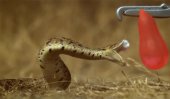 Antitoxin developed for snake venom