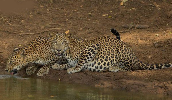 Monetary rewards for reporting harm to wildlife