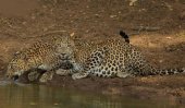 Monetary rewards for reporting harm to wildlife