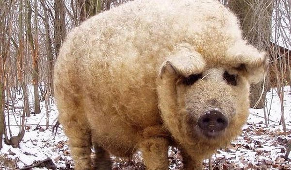 Wooly pigs!