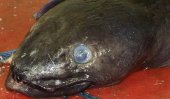 Giant eel caught in Britain