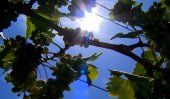 Why Australians are using sunblock to protect grape crops