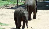 15 baby jumbos back to owners on court bonds