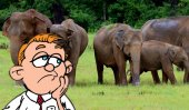 Pressure to release unlicensed baby elephants