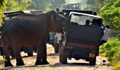 Belly the elephant: Greedy animal nearly tips tourists’ vehicle over as it tries to reach inside to grab their food