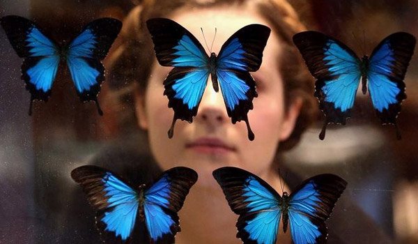 Do butterflies hold the answer to life&#039;s mysteries?