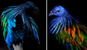 Dodo Bird’s colourful relative