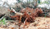 Survey to prevent impact on forest due to human activity