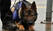 Special canine unit to curb prisoners&#039; drug use