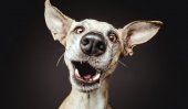 Expressive human-like portraits of dogs by Elke Vogelsang
