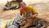 Officials seize tigers from Thai temple