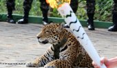 Jaguar in Olympic torch relay shot dead