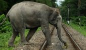 4 elephants die after hitting Manner night mail (Pics)